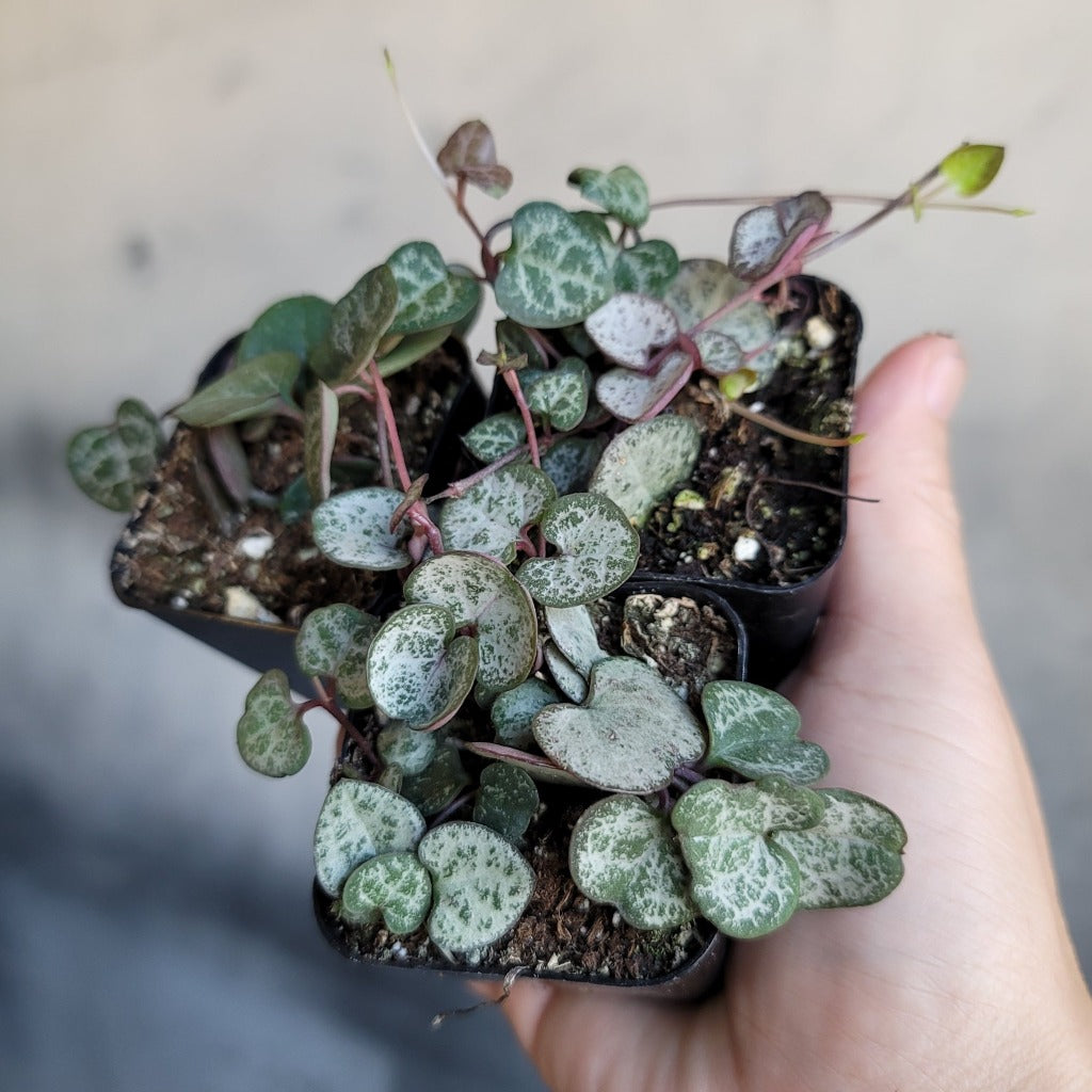 HOUSEPLANTS - CEROPEGIA WOODII (STRING OF HEARTS) - 2"