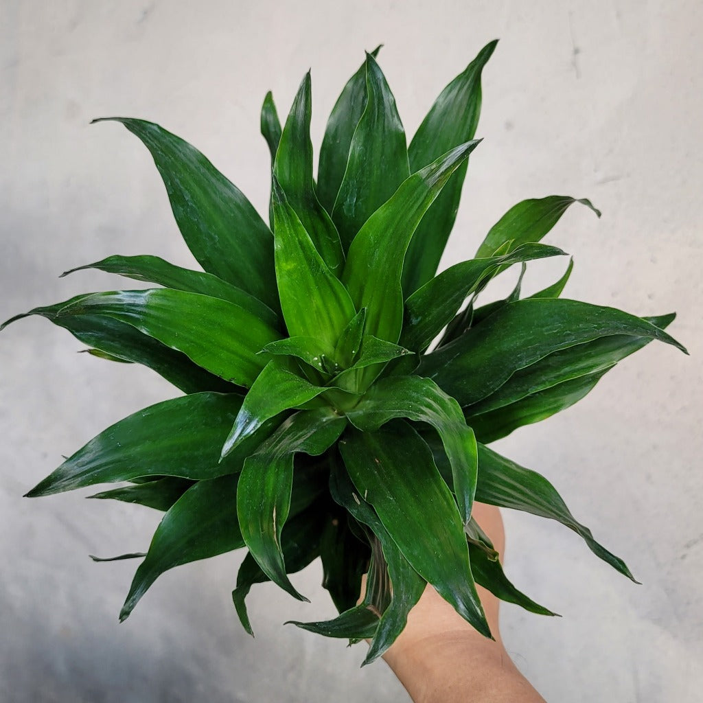 HOUSEPLANTS - DRACAENA JC COMPACTA - 4"