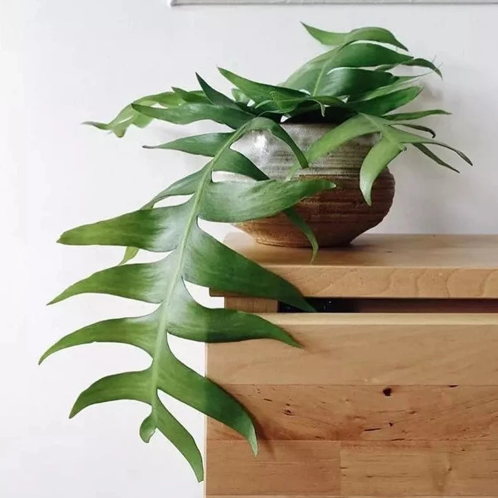 HOUSEPLANTS - FERN LEAF CACTUS - 4"