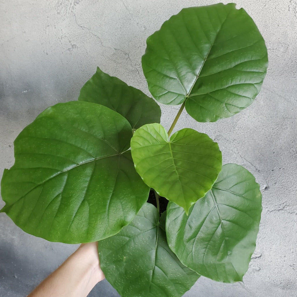 Ficus umbellata - 6