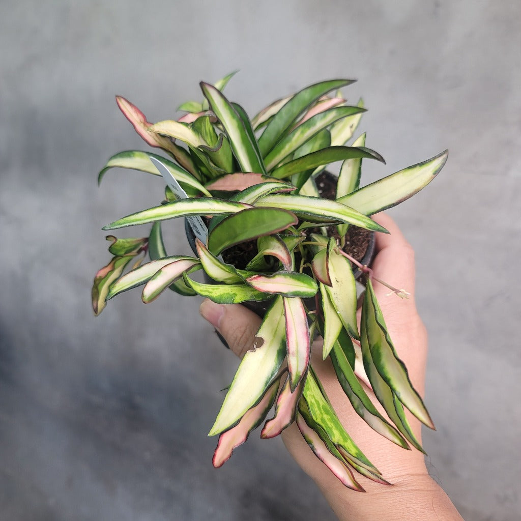 HOUSEPLANTS - HOYA WAYETII VARIEGATED - 4"