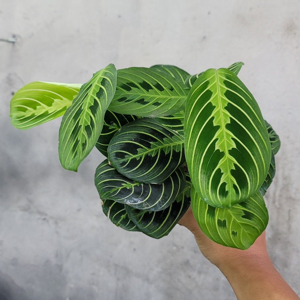 HOUSEPLANTS - LEMON LIME MARANTA (PRAYER PLANT) - 4"