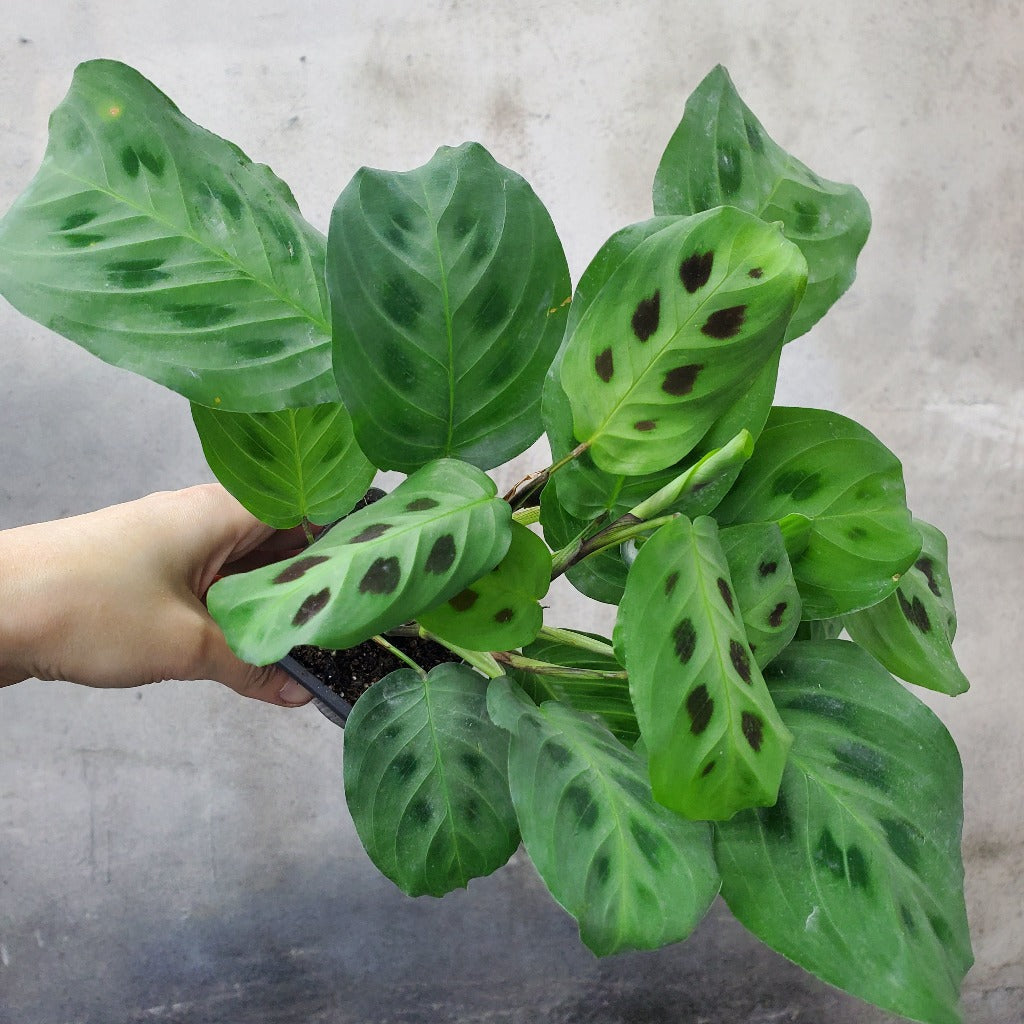 HOUSEPLANTS - MARANTA LEUCONEURA KIM - 3"