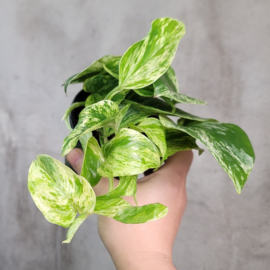 HOUSEPLANTS - MARBLE QUEEN POTHOS - 4"