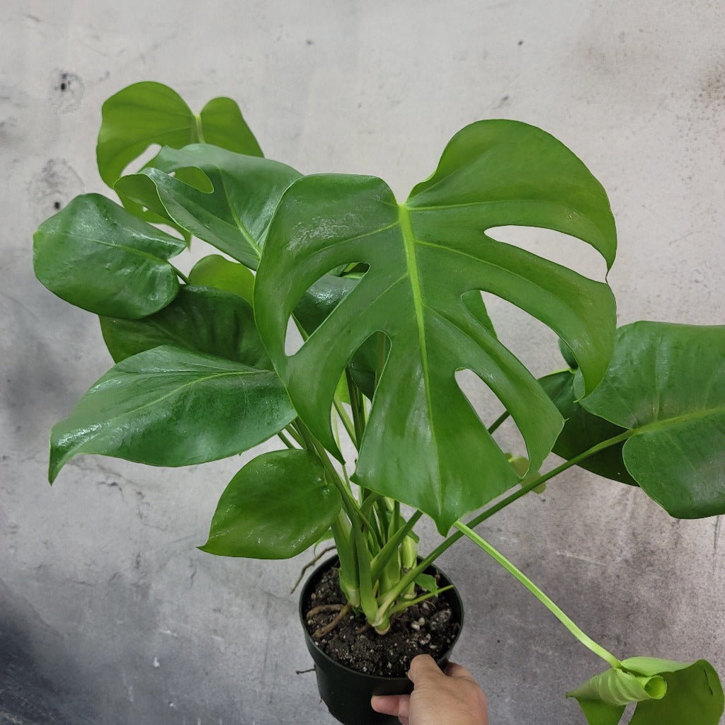 HOUSEPLANTS - MONSTERA DELICIOSA - 6"