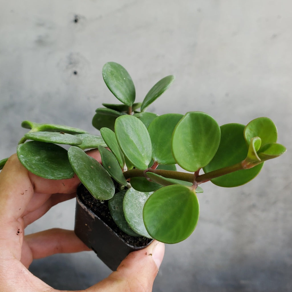 HOUSEPLANTS - PEPEROMIA HOPE - 2"