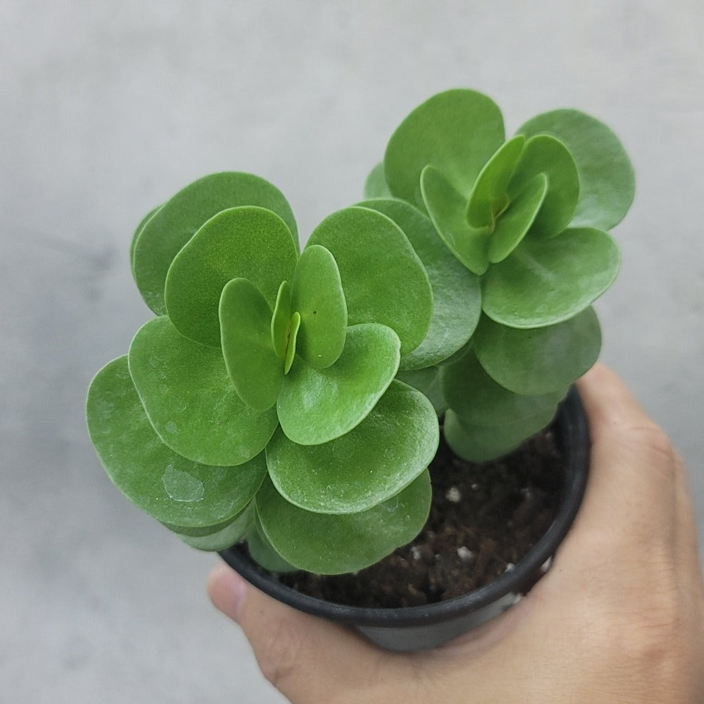 HOUSEPLANTS - PORTULACA MOLOKINIENSIS - 4"