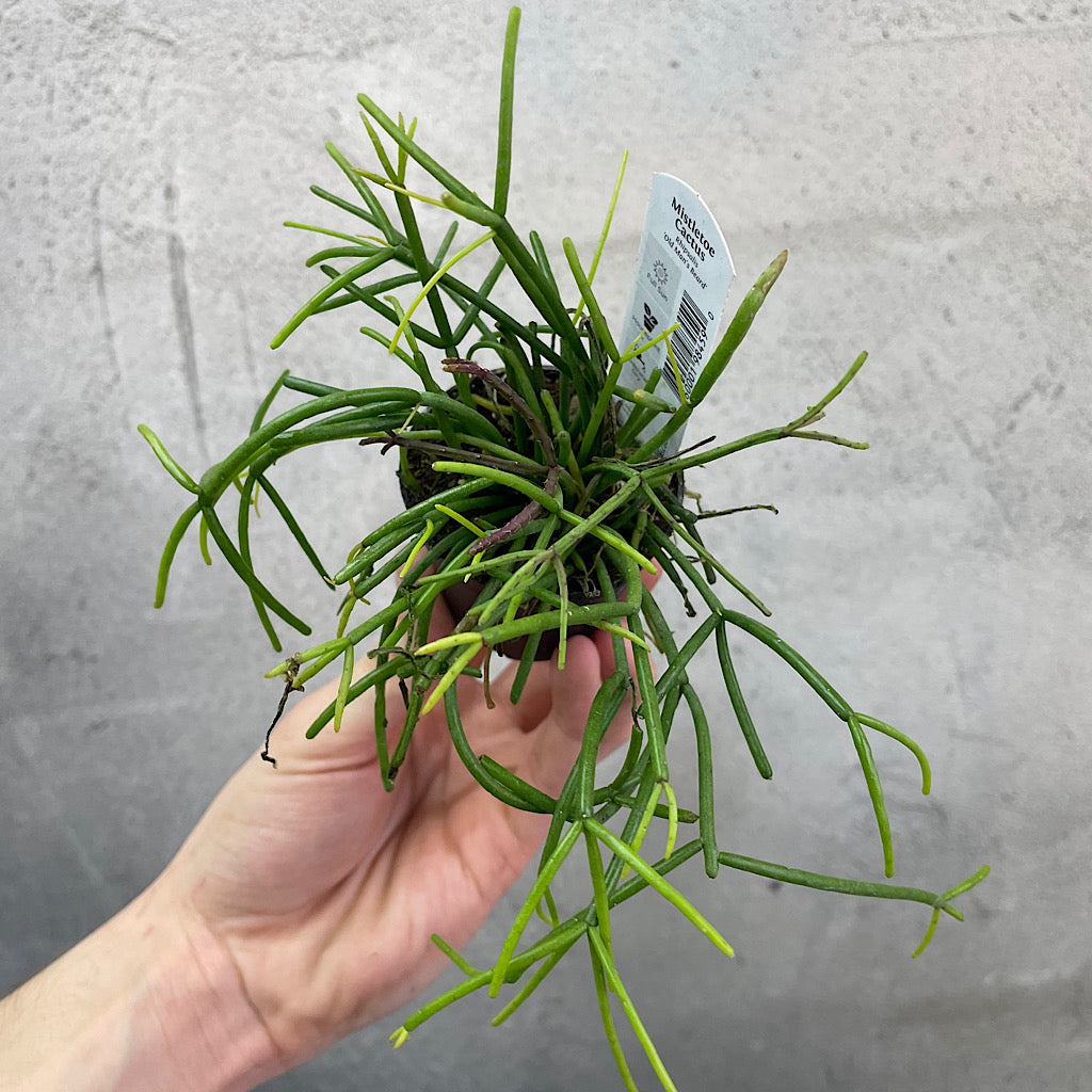 HOUSEPLANTS - RHIPSALIS ASST - 2"