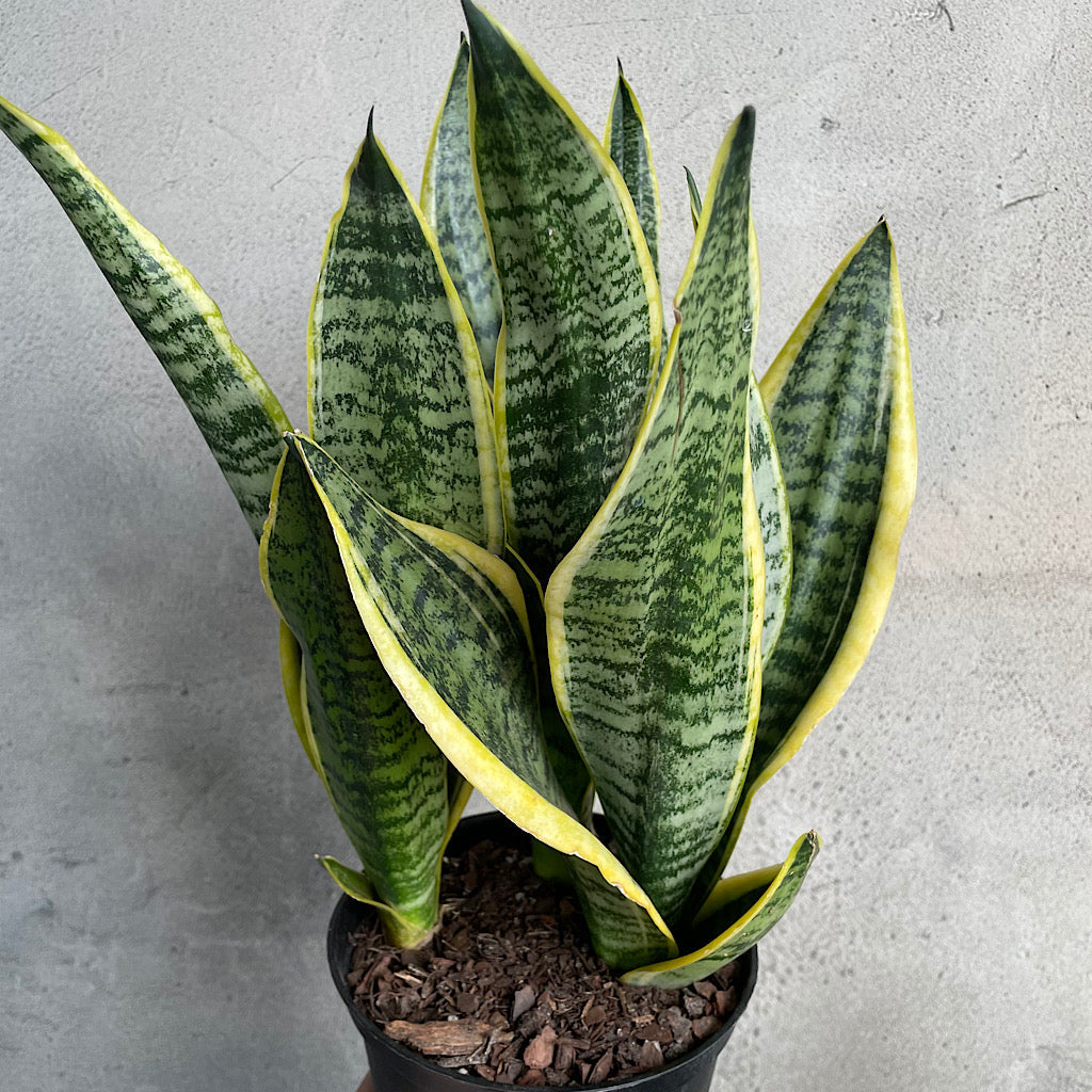 HOUSEPLANTS - SANSEVIERIA FUTURA SUPERBA - 6"