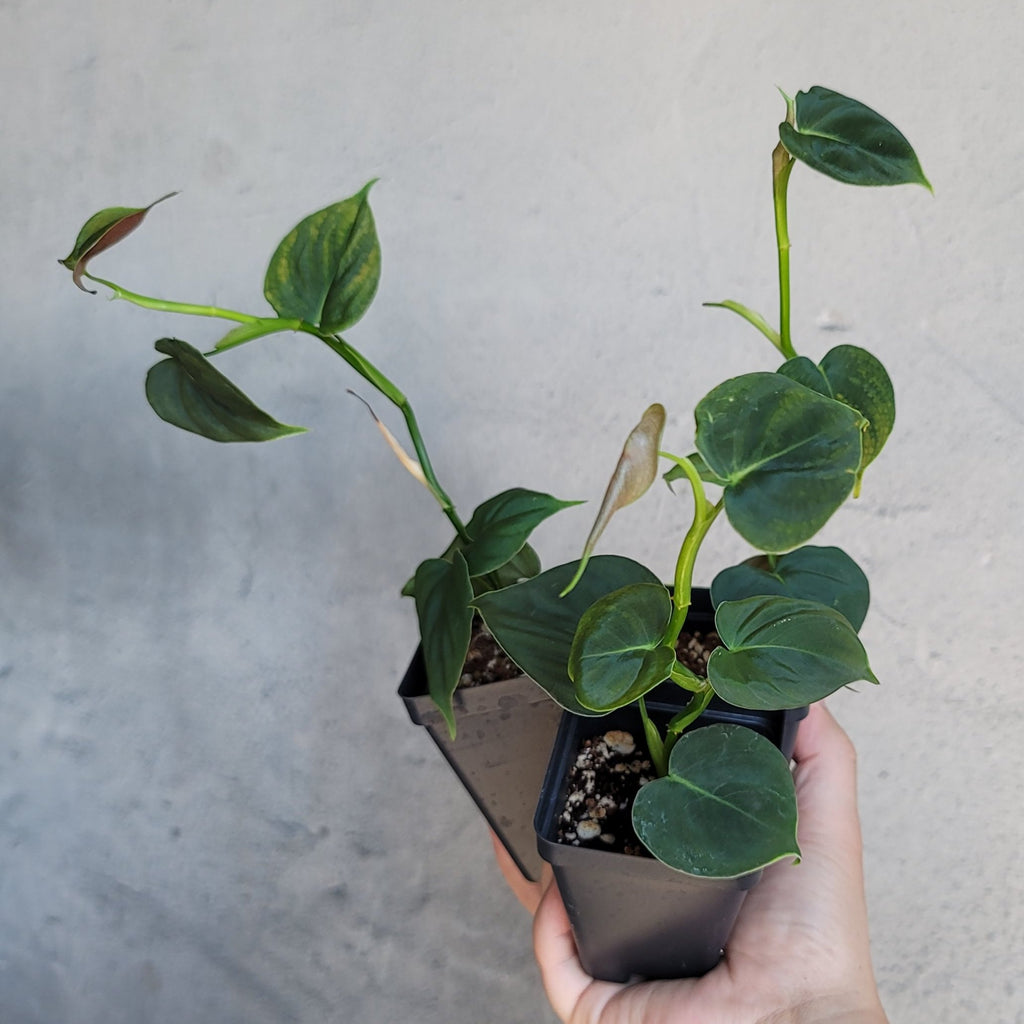 PHILODENDRON LUPINUM