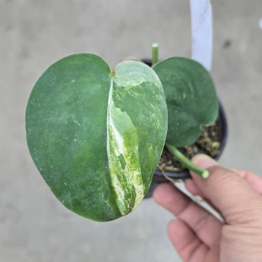 How to Propagate Scindapsus from Node Cutting