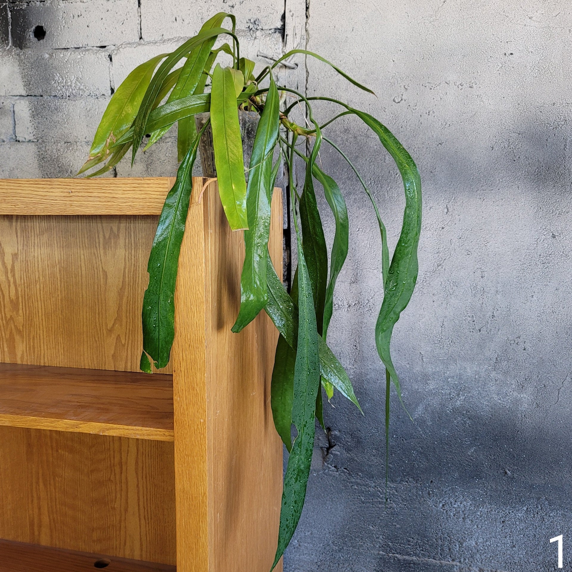 Anthurium Vittarifolium  Peace, Love & Happiness Club