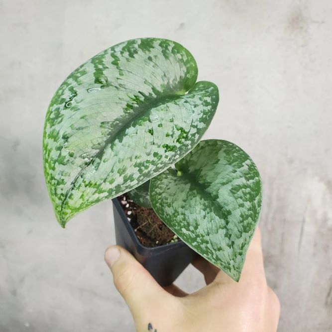 How to Propagate with Plant Nodes?