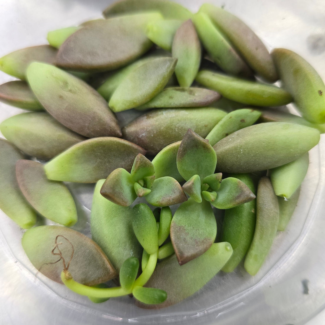 Propagating Succulent Leaves