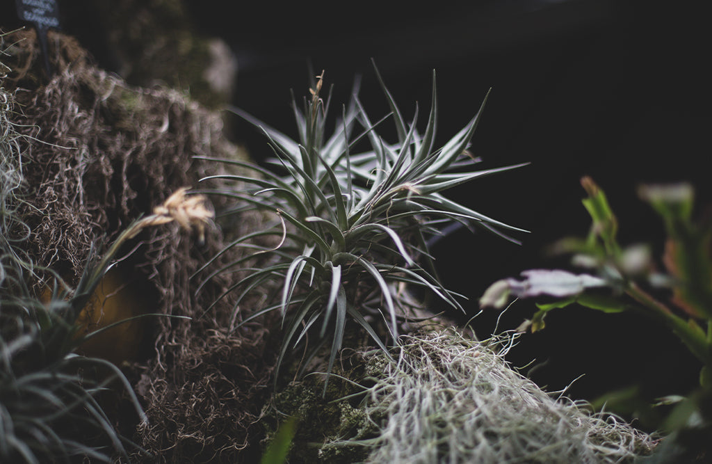 Airplants: What are they, and how do they grow? - Peace, Love 