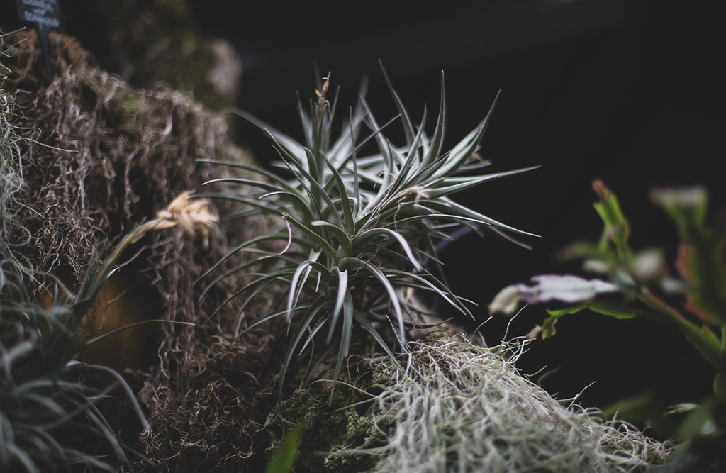 Airplants: What are they, and how do they grow?