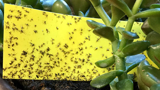 How to rid of those annoying fungus gnats