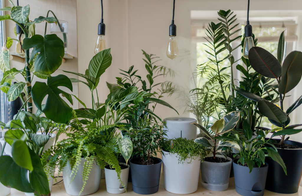 How to Choose the Right Grow Light for Your Plants