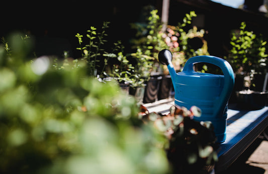 How Not To Overwater Plants And The First Tell-Tale Signs