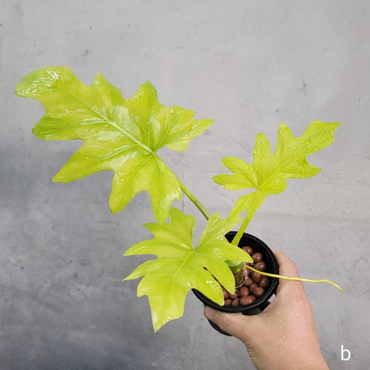 A person holding a small potted Philodendron Warscewiczii with bright green, deeply lobed leaves against a plain gray wall background.