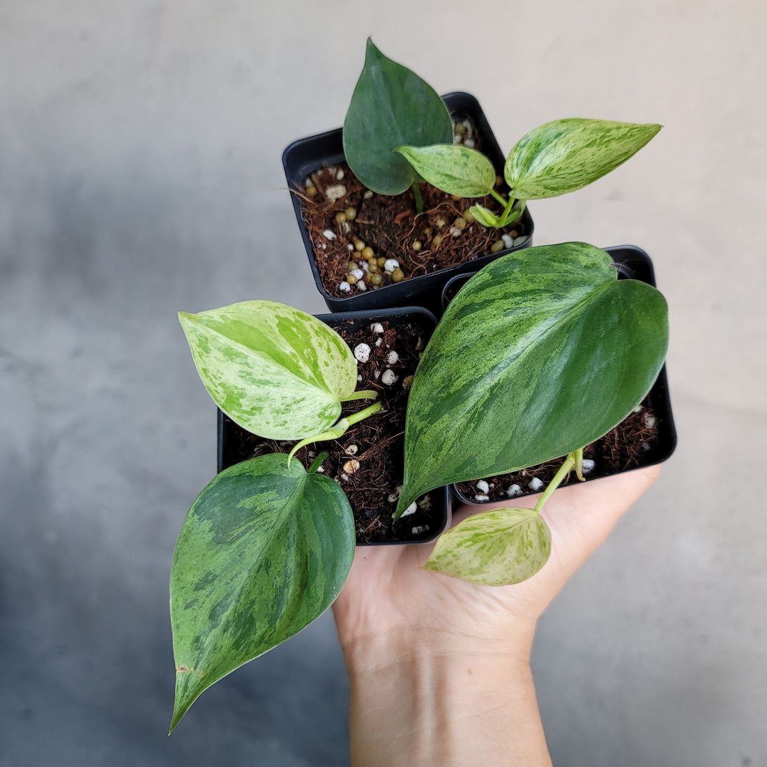 PHILODENDRON HEDERACEUM