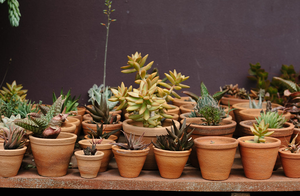 Choose The Right Size And Type Of Pot For Your Plant