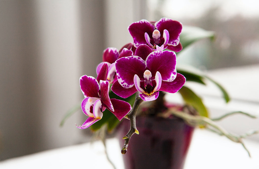 How to repot orchids?