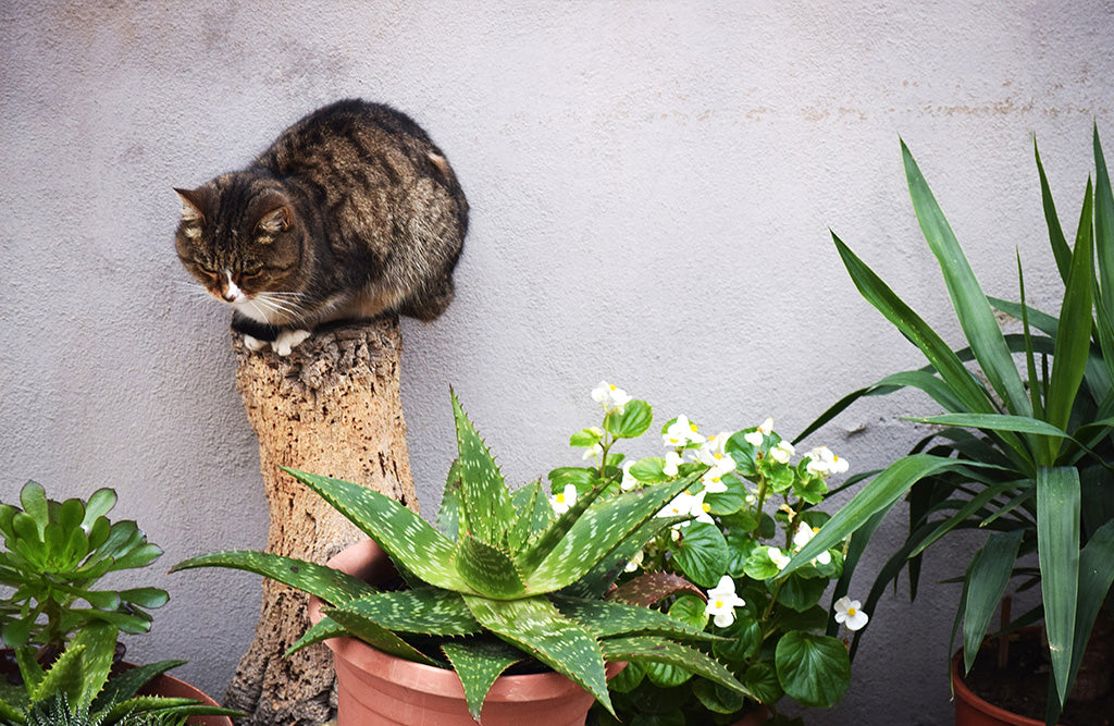 15 Non-Toxic Plants for Dogs and Cats for Greenery Without Worry