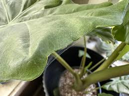 How To Wipe Out Spider Mites for Good