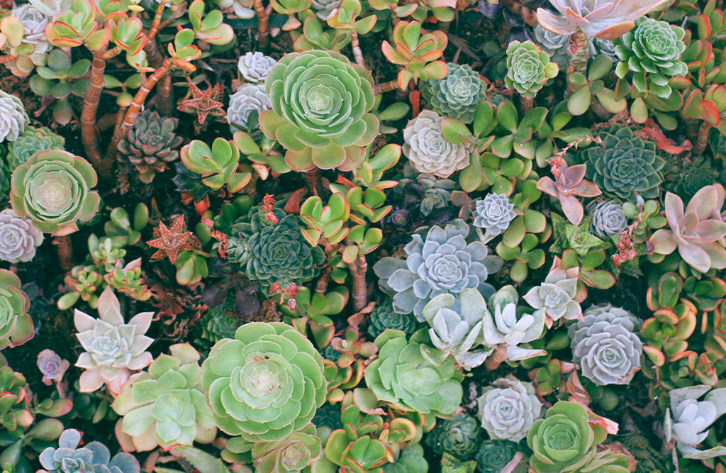 What Are Succulents? Top questions and where to buy them