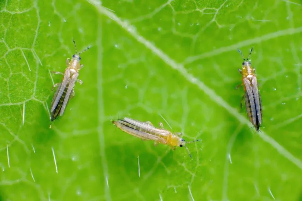 Thrips Be Gone: how to get rid of thrips