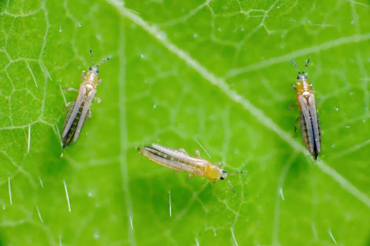 Thrips Be Gone: how to get rid of thrips