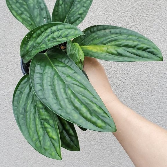 MONSTERA KARSTENIUM - MONSTERA PERU