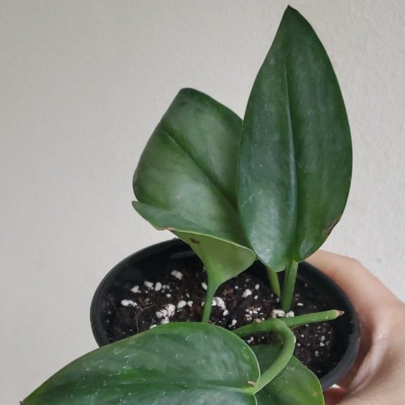 SCINDAPSUS TREUBII MOONLIGHT