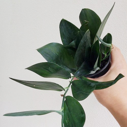 SCINDAPSUS TREUBII DARK FORM