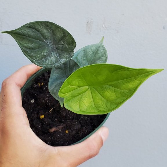 ALOCASIA DRAGON SCALE