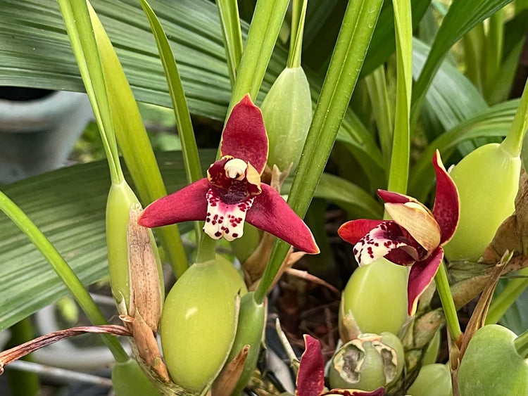 ORCHIDS