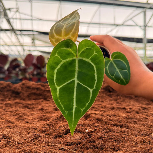 Anthurium regale hybrid - 2"
