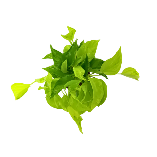 Philodendron 'Sao Paulo' - 4"