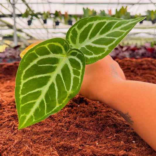 Anthurium 'Silver Blush' - 2"