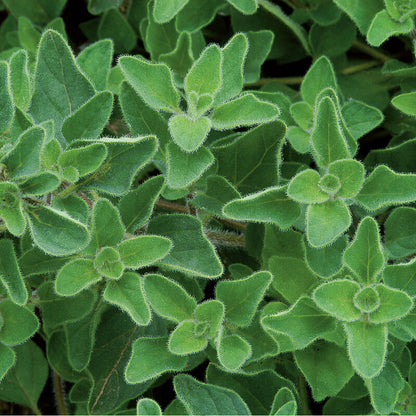 Oregano 'Greek' - 3.5"