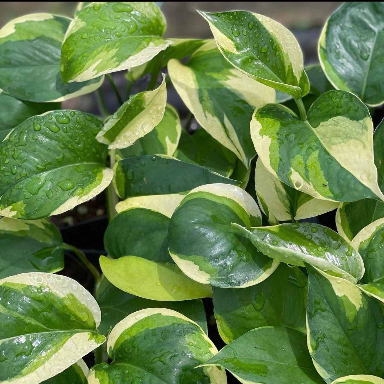 Epipremnum aureum 'Manjula Poonsin' - 4"