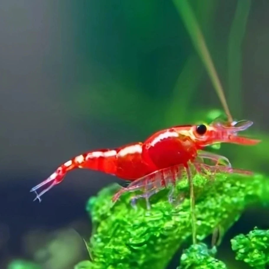 Super Red Cherry shrimp