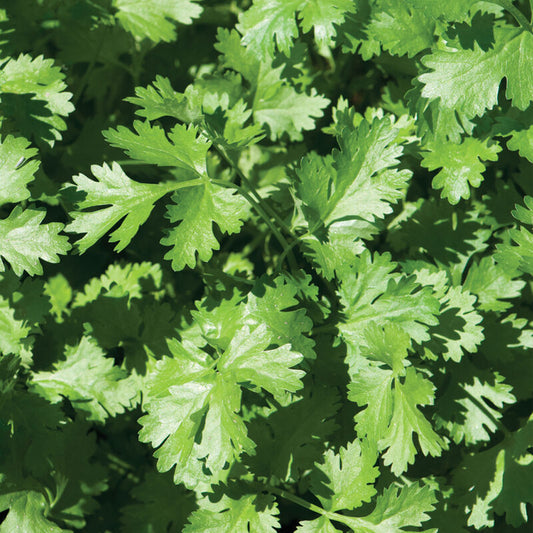 Coriander Cilantro Calypso - 3.5"