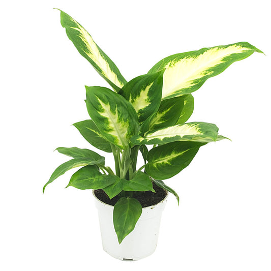 Dieffenbachia Camille - 4"