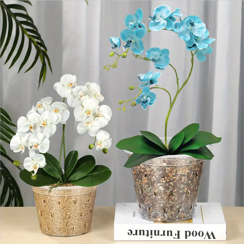 Clear Aroid Pot - 5"