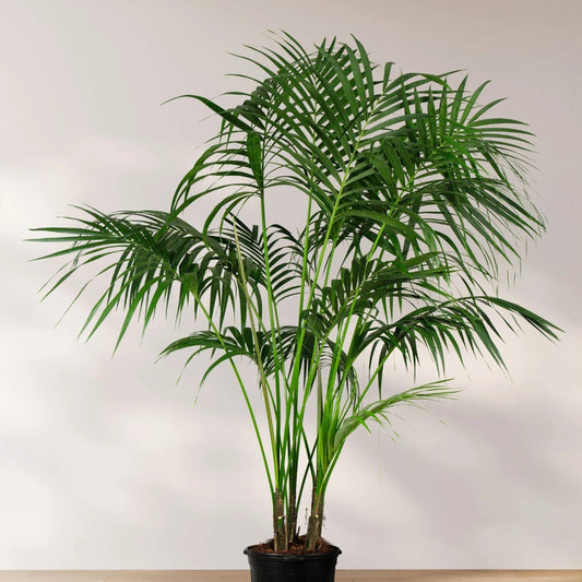 Howea forsteriana - 10"