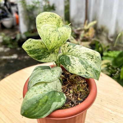 marble queen pothos large Scindapsus 'Marble Queen'