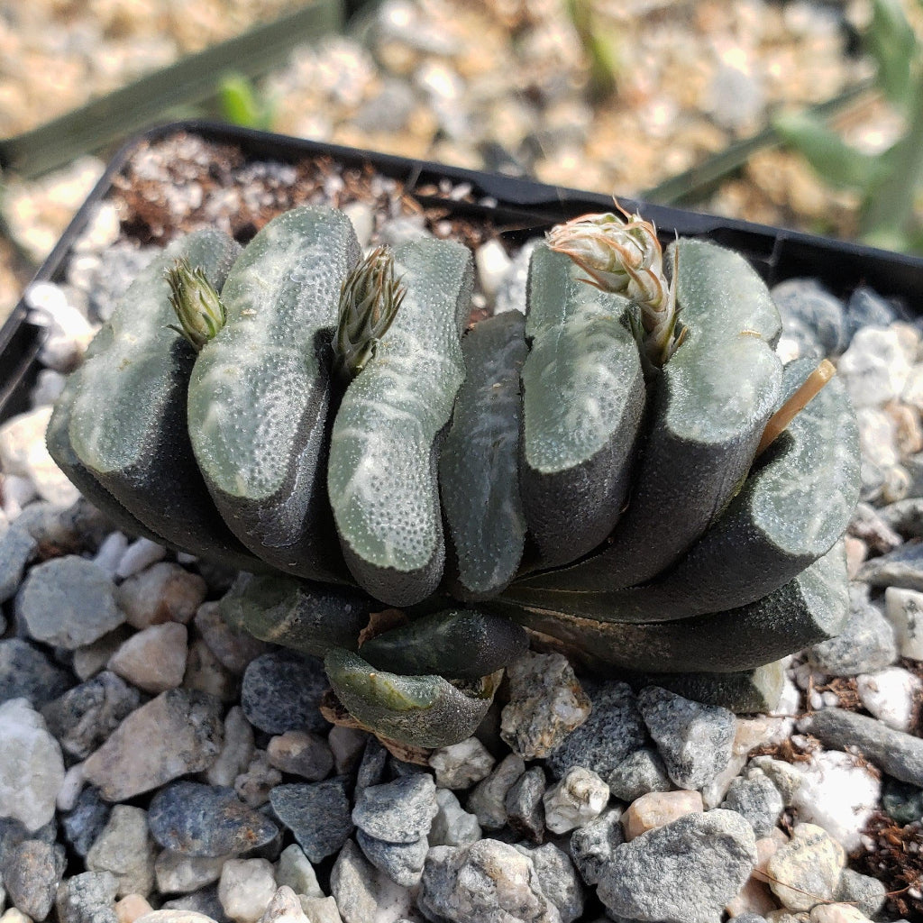 Haworthia truncata - 4"
