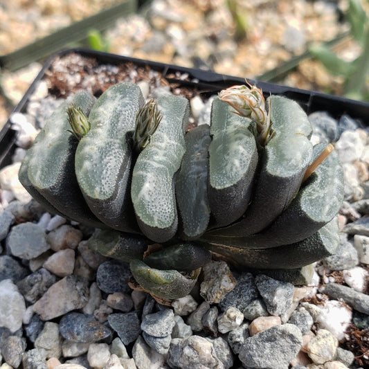 Haworthia truncata - 4"